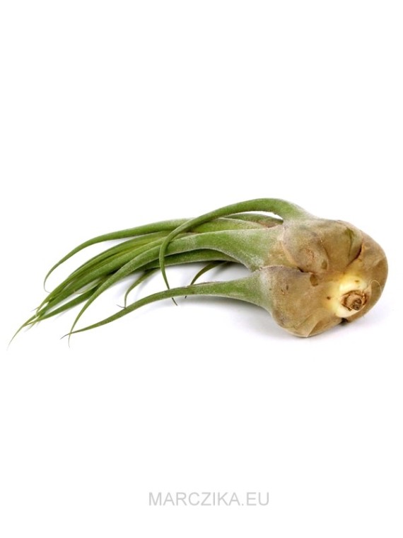 Tillandsia seleriana XL