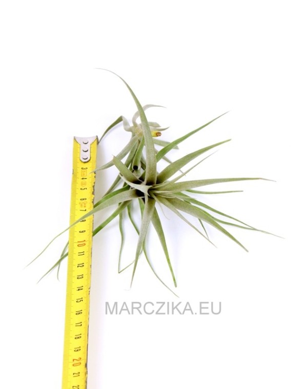Tillandsia incarnata S