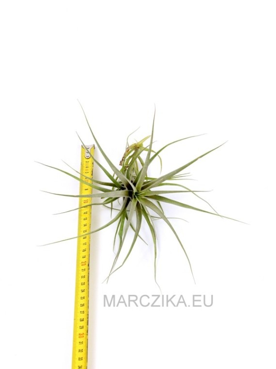 Tillandsia incarnata M