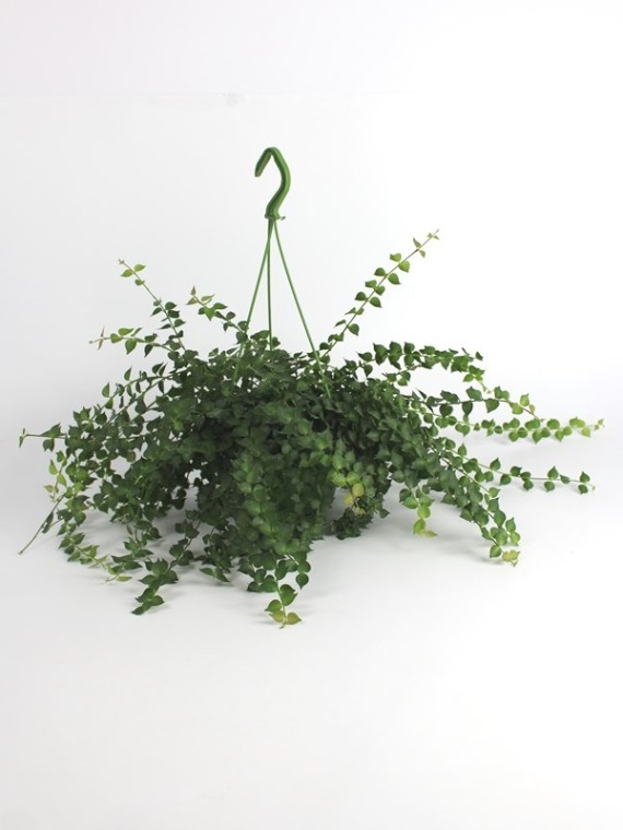 Dischidia ruscifolia