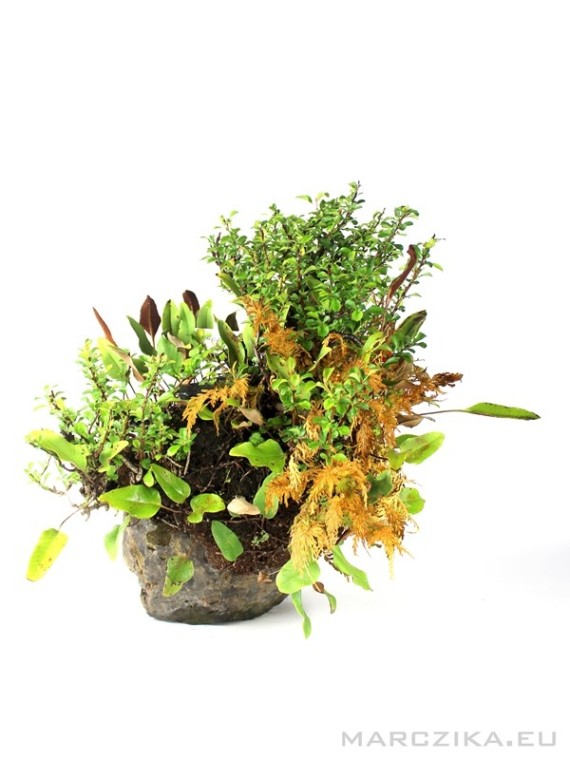 Chaenomeles kusamono Pyrrosia és Selaginella japán összeültetésben