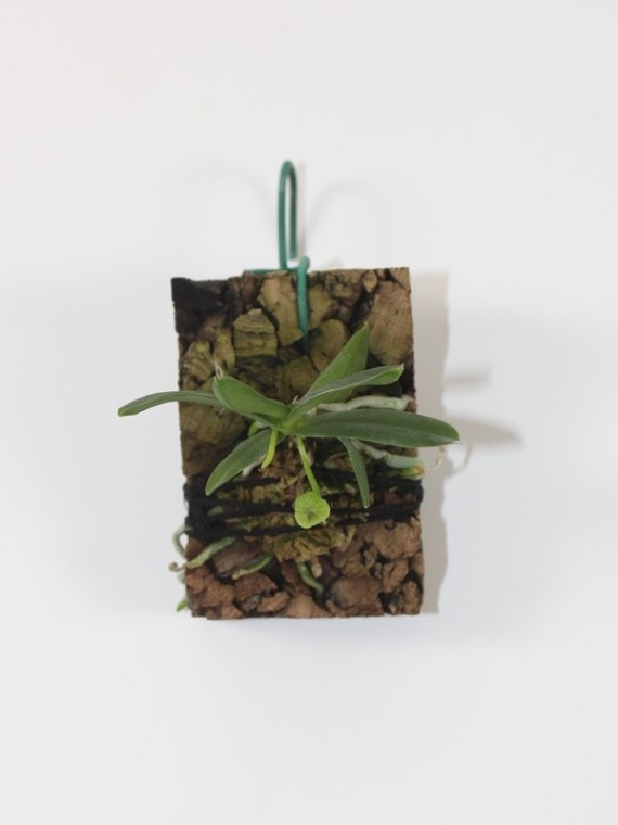 Haraella retrocalla