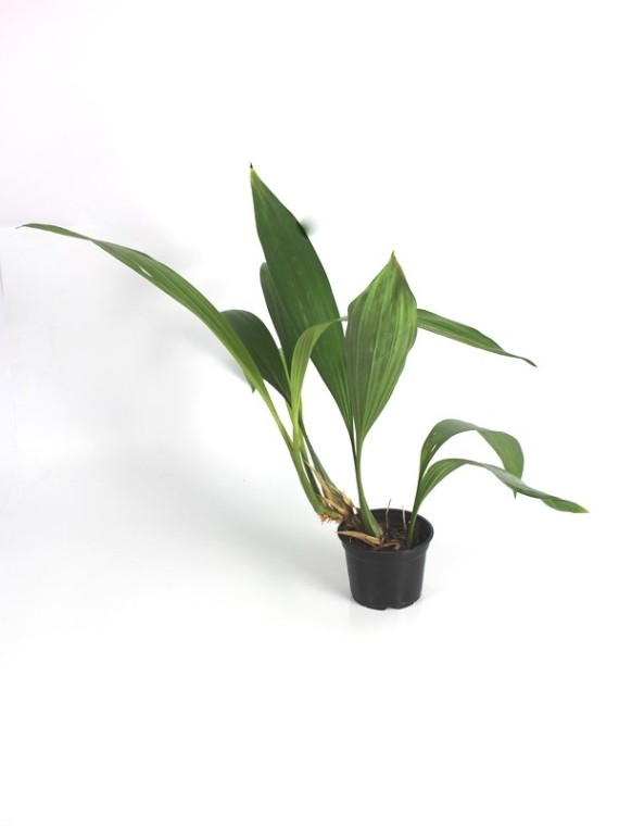 Coelogyne Burfordiense Coelogyne asperata x Coelogyne pandurata