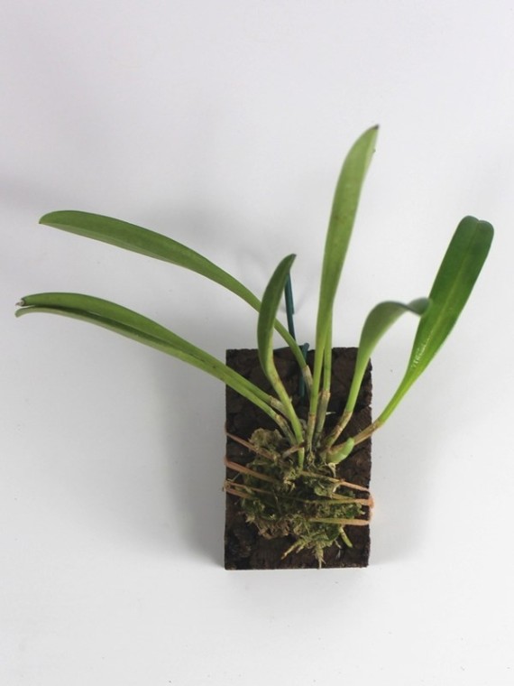 Masdevallia amabilis x tovarensis