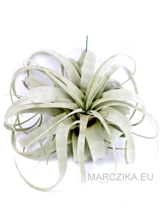 Tillandsia xerographica 03.