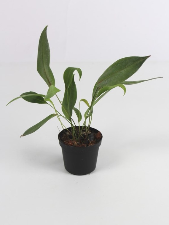 Pleurothallis segoviensis