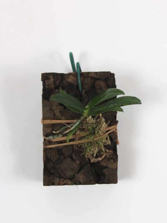 Aerangis macrocentra