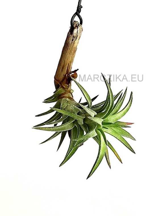 Tillandsia ionantha var. vanhyningii 