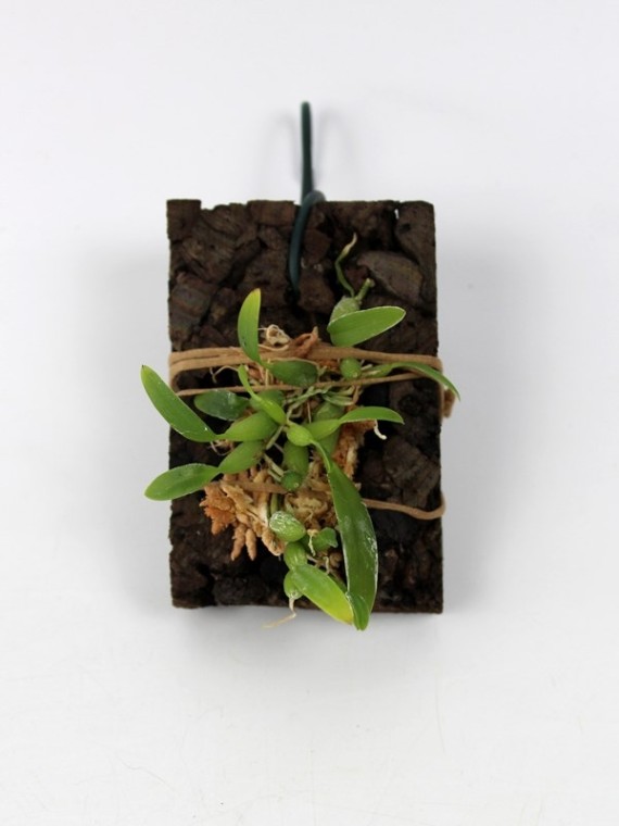 Bulbophyllum alagense