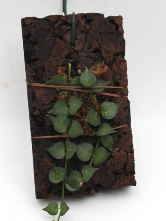 Dischidia ruscifolia