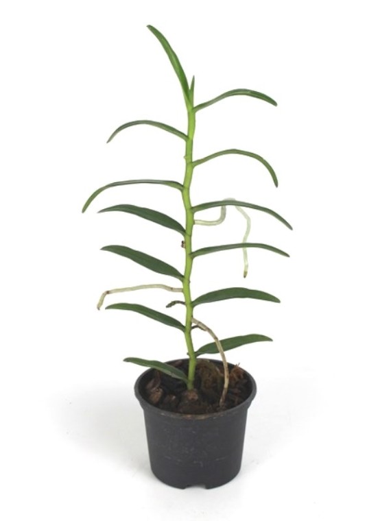 Micropera utriculosa