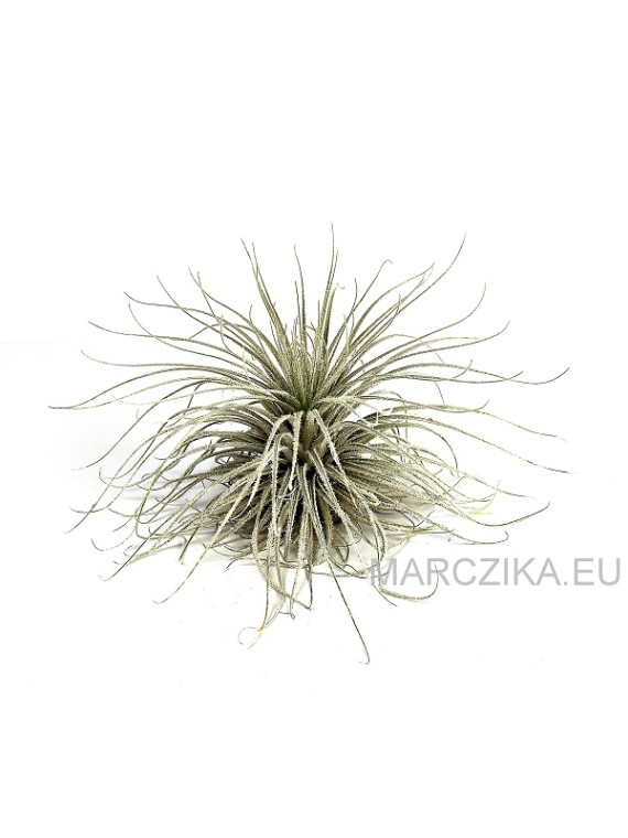 Tillandsia tectorum XL