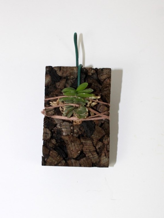 Schoenorchis fragrans