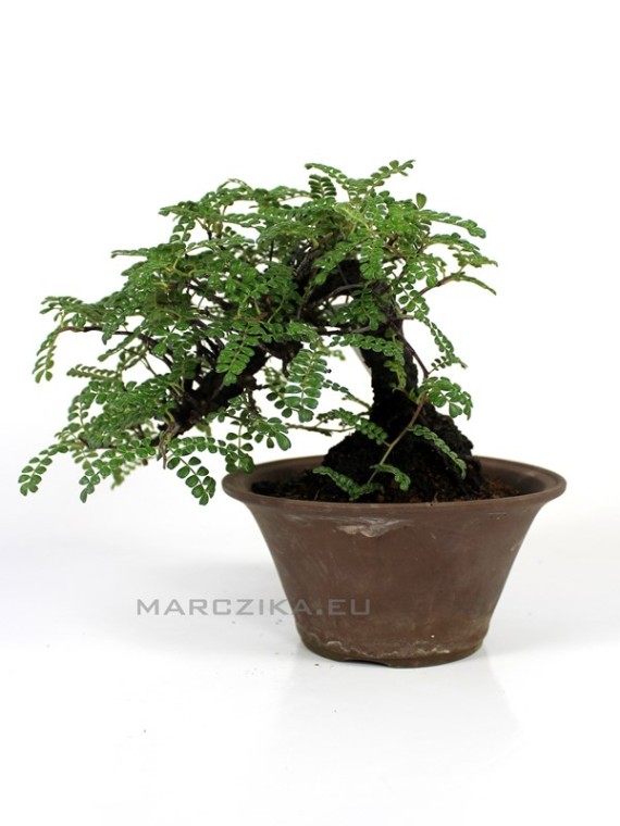 Osteomeles subrotunda shohin bonsai Japánból 01