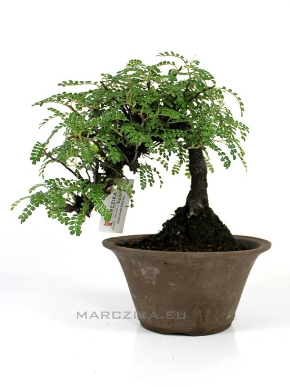 Osteomeles subrotunda shohin bonsai Japánból 02