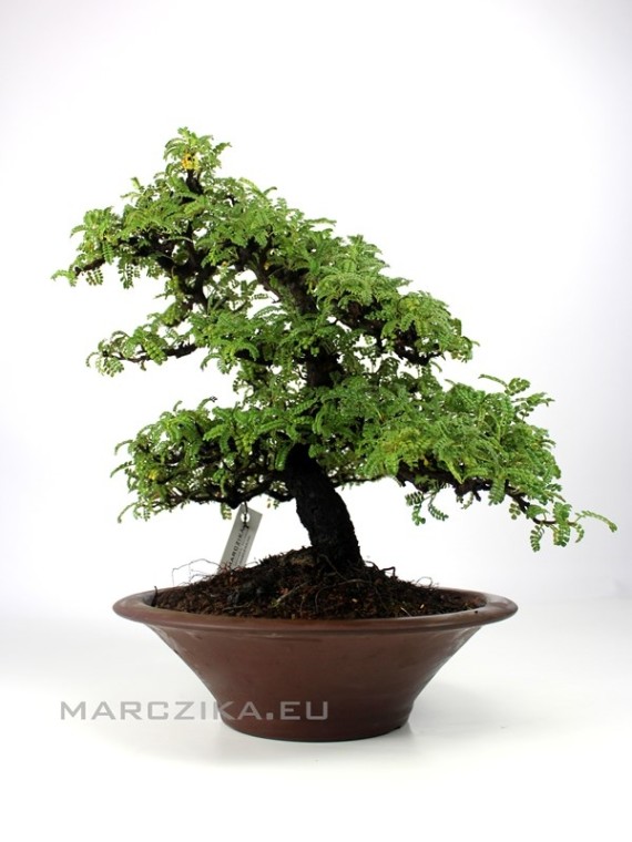 Osteomeles subrotunda Japánból