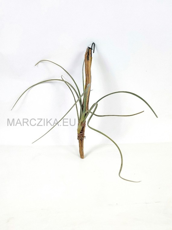 Tillandsia baileyi