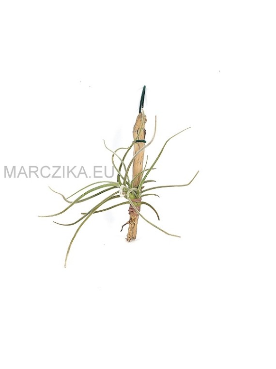 Tillandsia crocata
