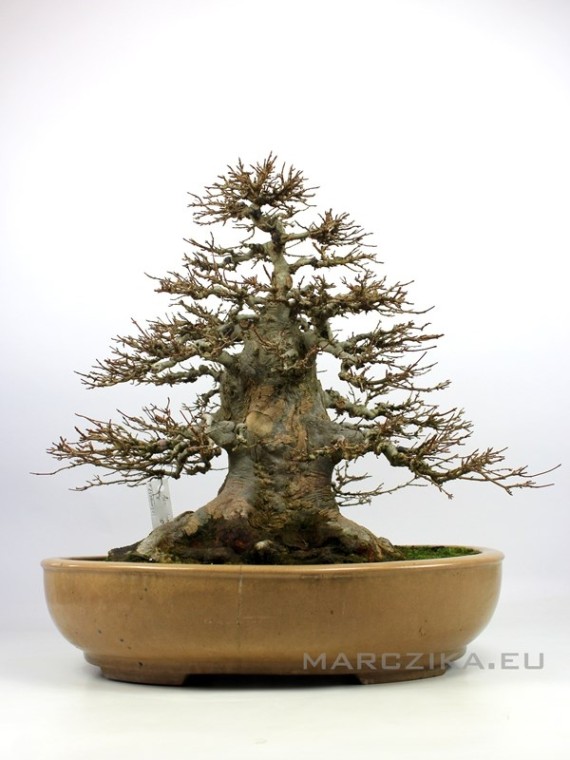 Acer buergerianum sumo style