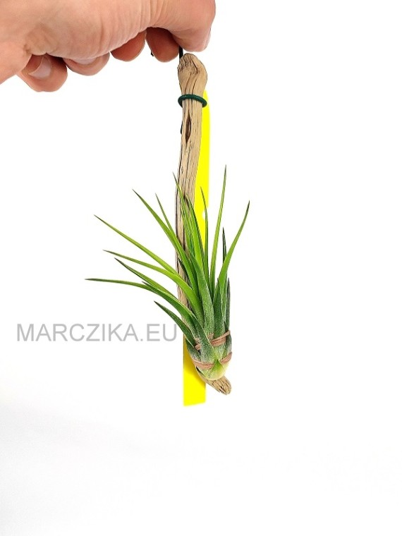 Tillandsia scaposa