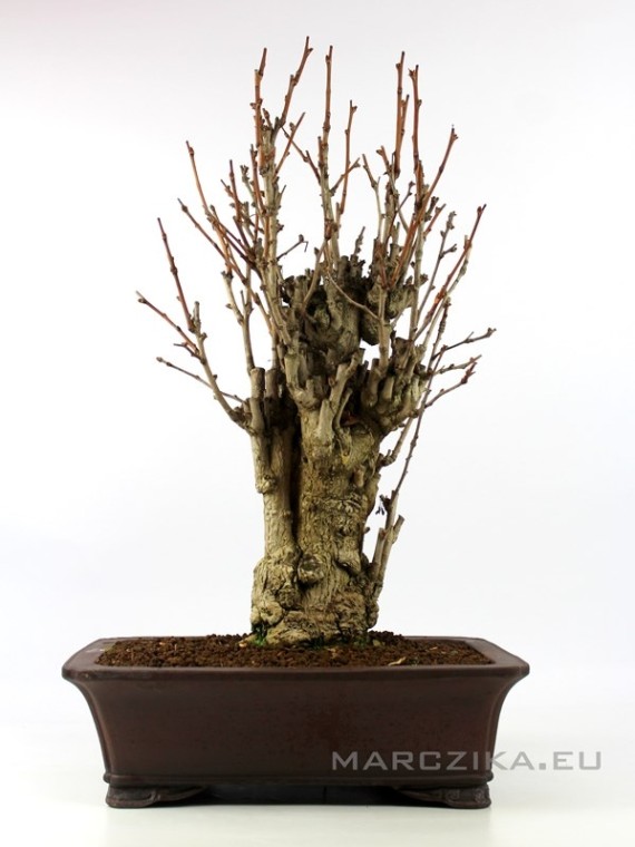 Ginkgo biloba - Páfrányfenyő bonsai