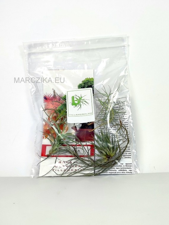 Epifita csomag 01. - 5db tillandsiával