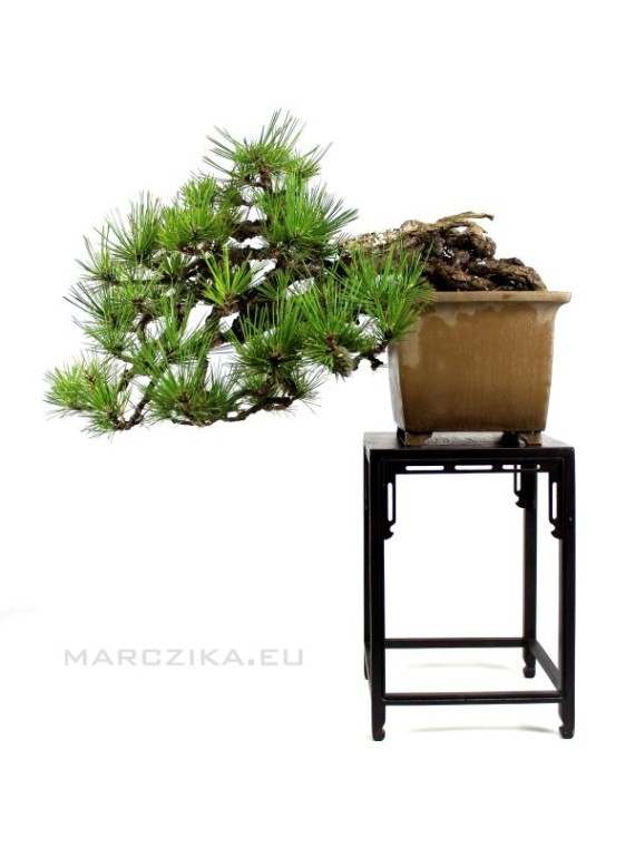 Pinus thunbergii - Japán feketefenyő bonsai