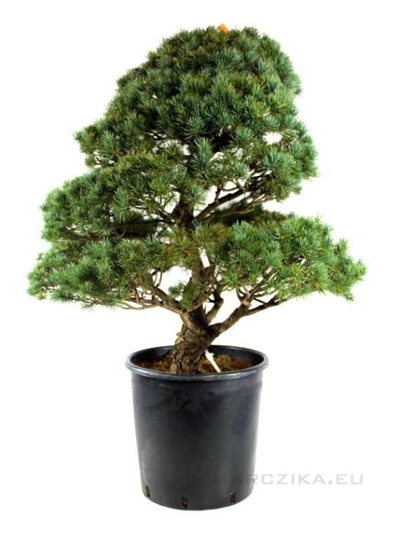 Pinus parviflora - Fehérfenyő niwaki 02