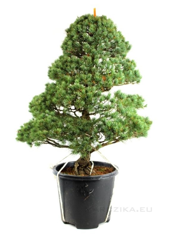 Pinus parviflora - Fehérfenyő niwaki 06