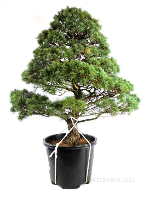 Pinus parviflora - White pine niwaki 07