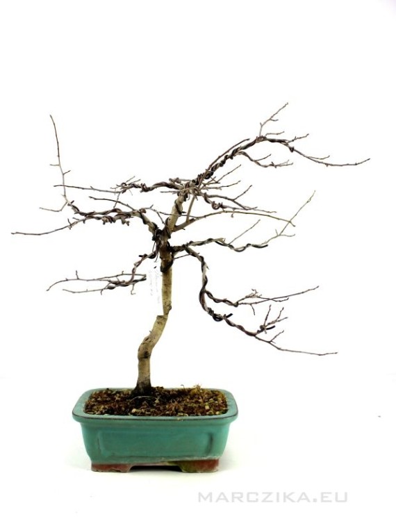 Diospyros kaki - Datolyaszilva bonsai