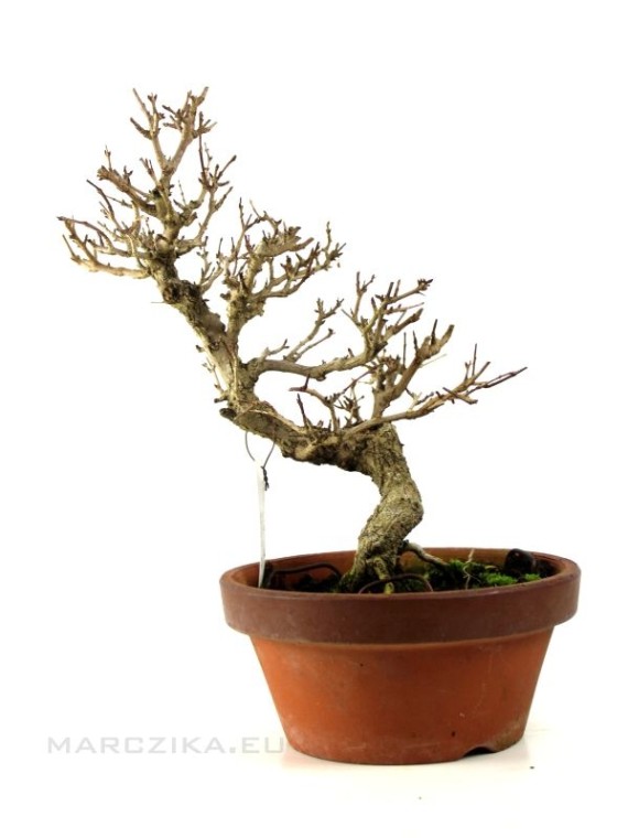 Punica granatum - Gránátalma bonsai előanyag 