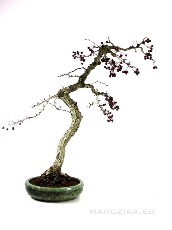 Crataegus monogyna - Egybibés galagonya 