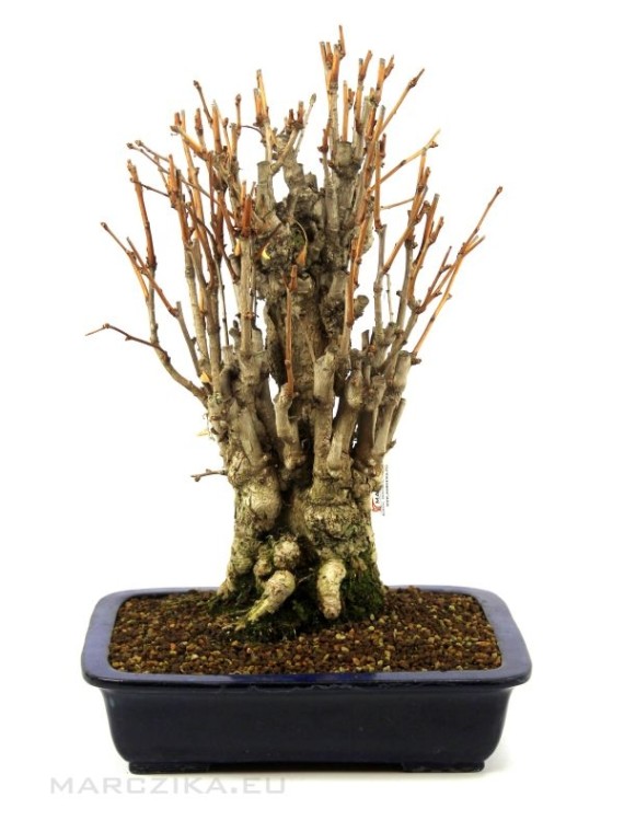 Ginkgo Biloba - Maidenhair tree bonsai