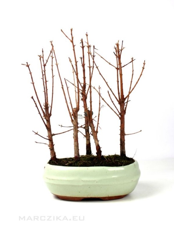 Metasequoia glyptostroboides - Szecsuáni mammutfenyő bonsai