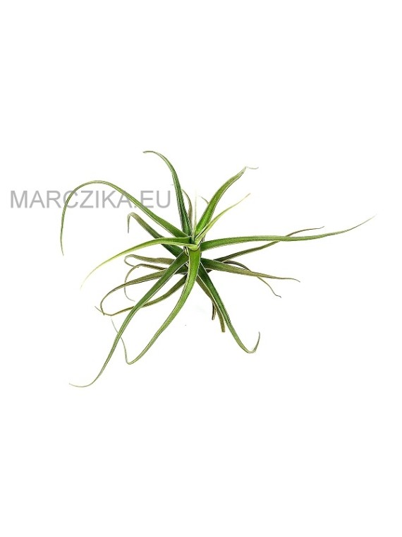 Tillandsia arhiza M