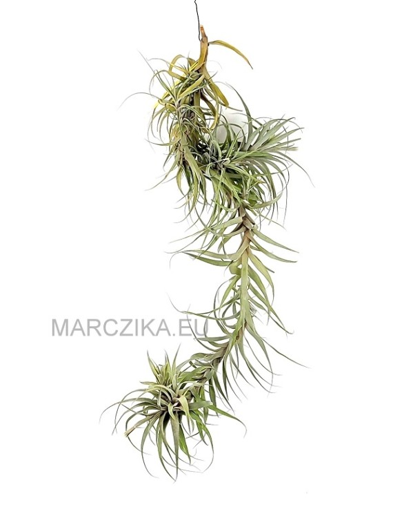 Tillandsia incarnata
