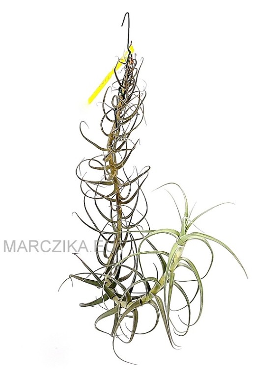 Tillandsia arhiza XXL