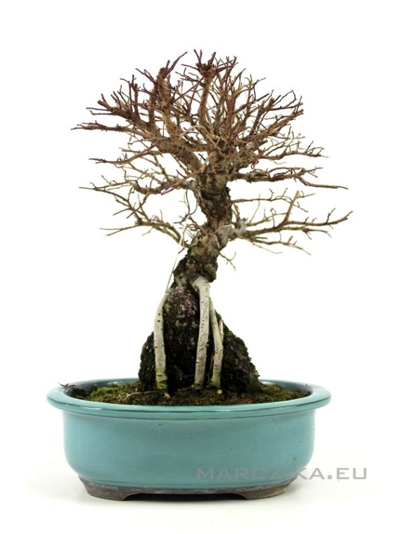 Ulmus parvifolia 'Nire' - Chinese elm shohin bonsai in sekijoju style