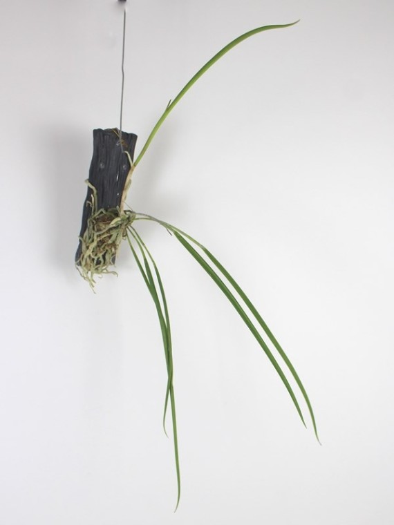 Brassavola appendiculata