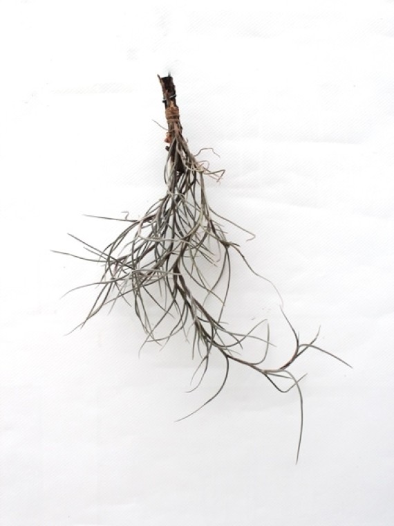 Tillandsia usneoides x mallemontii