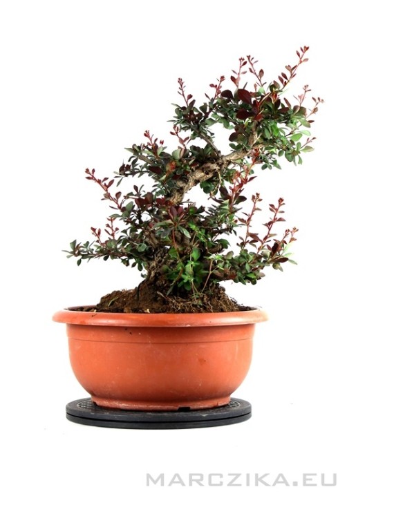 Berberies thunbergii - Japán borbolya bonsai alapanyag 01.