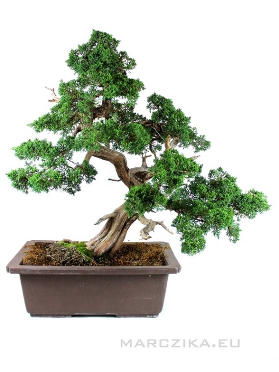 Juniperus chinensis - Chinese juniper bonsai in plastic traning pot