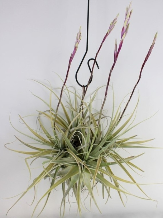 Tillandsia straminea 01.