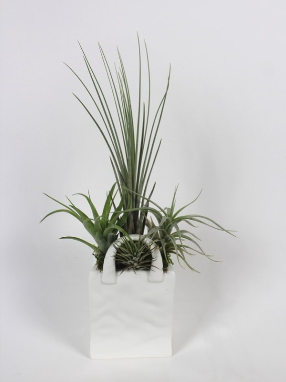Tiillandsia mix porcelán táskában