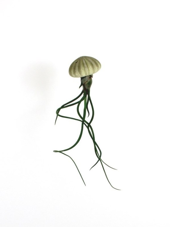 Lebegő Tillandsia bulbosa 