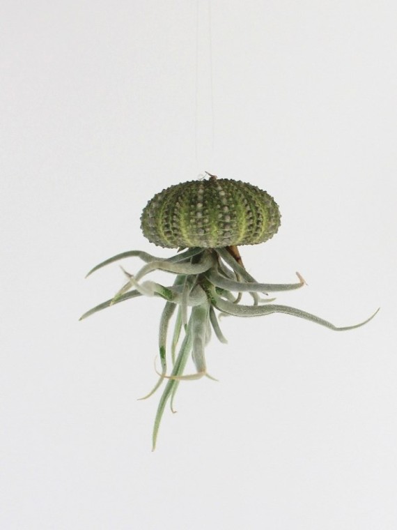 Lebegő Tillandsia paleacea