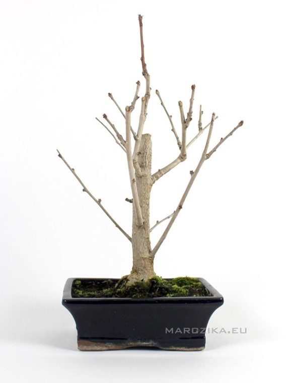 Ginkgo biloba bonsai - 20B mázas bonsai tálban