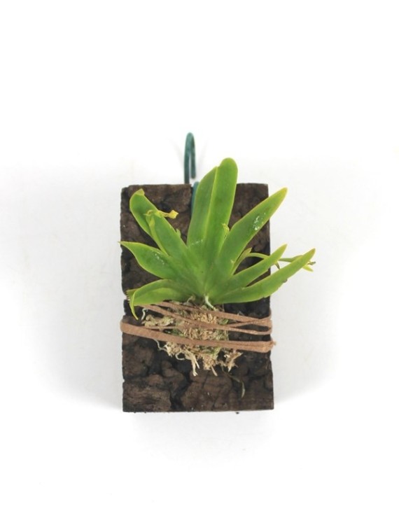 Erycina pusilla