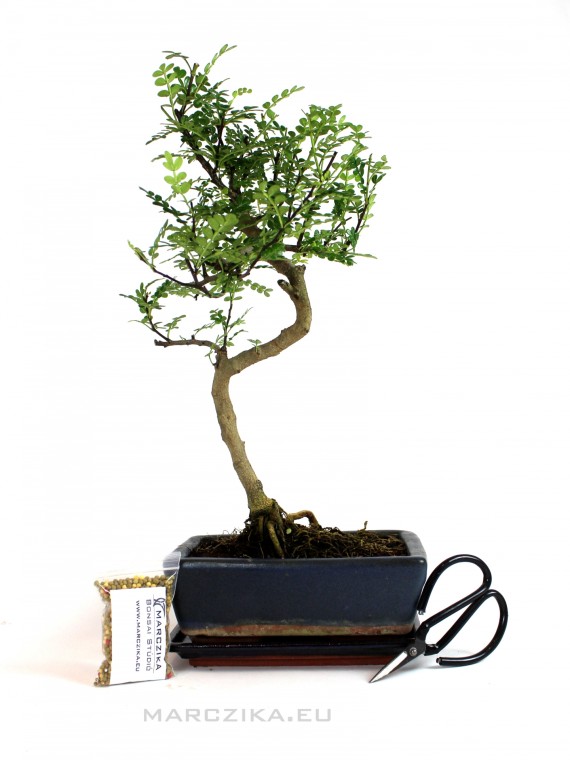 Bonsai ajándékcsomag - Zanthoxyllum piperitum - Borsfa bonsai 20S
